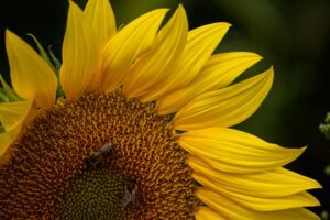 Sunflower Uwe T. from Pixabay