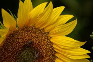 Sunflower Uwe T. from Pixabay