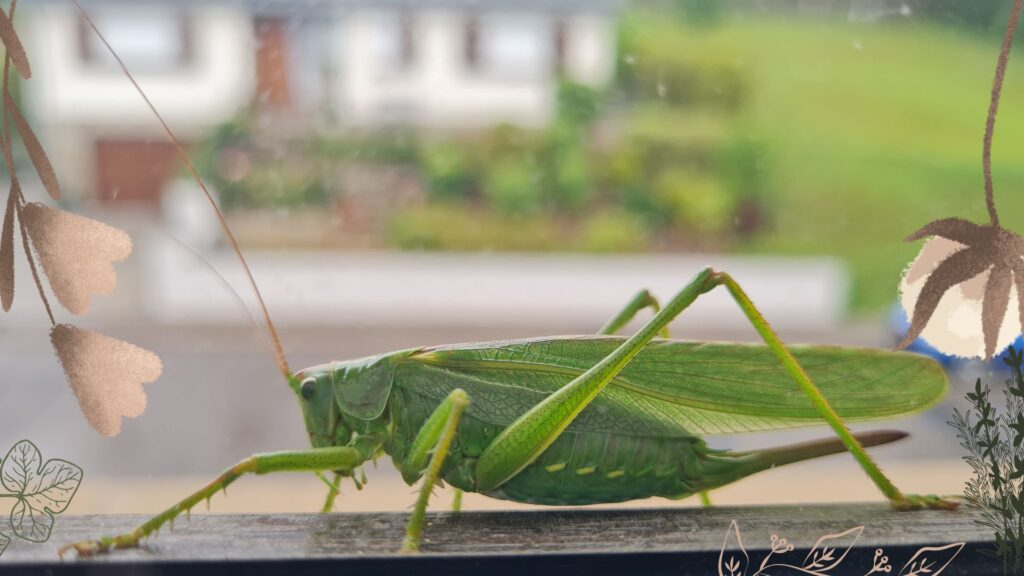 Tidda the Grasshopper