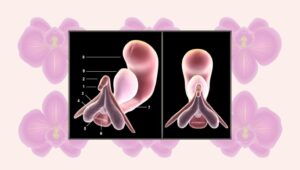 Clitoris Helen O'Connell